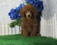Tyler, AKC Champion Sired, a male Poodle - Toy  for sale in Butler, MO – 5 of 8