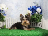 Levi, AKC, a male Yorkshire Terrier for sale in Butler, MO – 5 of 9