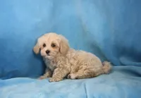 Josh, ICA, a male Maltipoo for sale in Butler, MO – 6 of 8