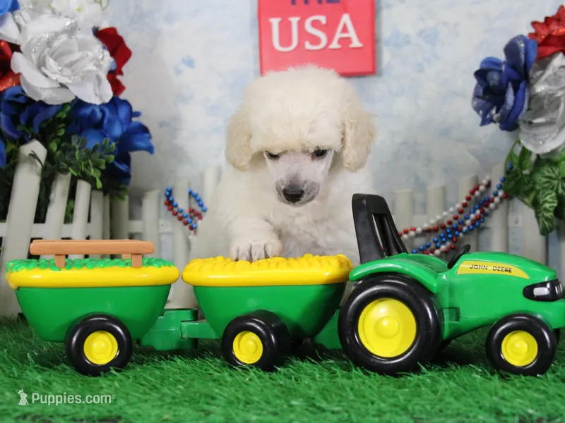 Sampson, KAC Champion Sired – Poodle - Toy  puppy for sale in Butler, MO
