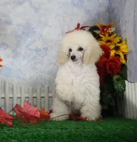 Diamond, AKC Champion Sired, a female Poodle - Toy  for sale in Butler, MO – 4 of 7