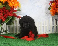 Betsy. AKC Champion Sired, a female Poodle - Toy  for sale in Butler, MO – 4 of 4