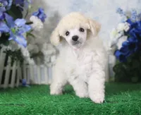Polo, AKC Champion Sired, a male Poodle - Toy  for sale in Butler, MO – 2 of 4