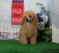 Snoozy, AKC Champion Sired, a male Poodle - Toy  for sale in Butler, MO – 3 of 9