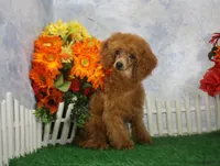 Tyler, AKC Champion Sired, a male Poodle - Toy  for sale in Butler, MO – 5 of 7