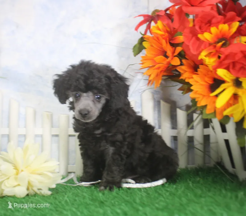 Barbie, AKC Champion Sired – Poodle - Toy  puppy for sale in Butler, MO