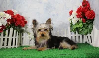 Levi, AKC, a male Yorkshire Terrier for sale in Butler, MO – 2 of 9