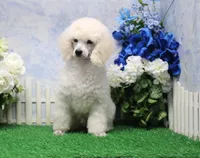 Parker, AKC Champion Sired, a male Poodle - Toy  for sale in Butler, MO – 5 of 6