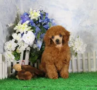 Bingo, AKC Champion Sired, a male Poodle - Toy  for sale in Butler, MO – 4 of 8