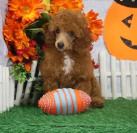 Rusty, AKC Champion Sired, a male Poodle - Toy  for sale in Butler, MO – 2 of 7
