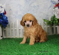 Archie, AKC Champion Sired, a male Poodle - Toy  for sale in Butler, MO – 3 of 4