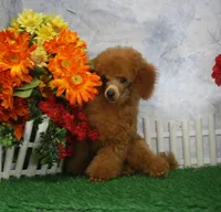 Bingo, AKC Champion Sired, a male Poodle - Toy  for sale in Butler, MO – 2 of 6
