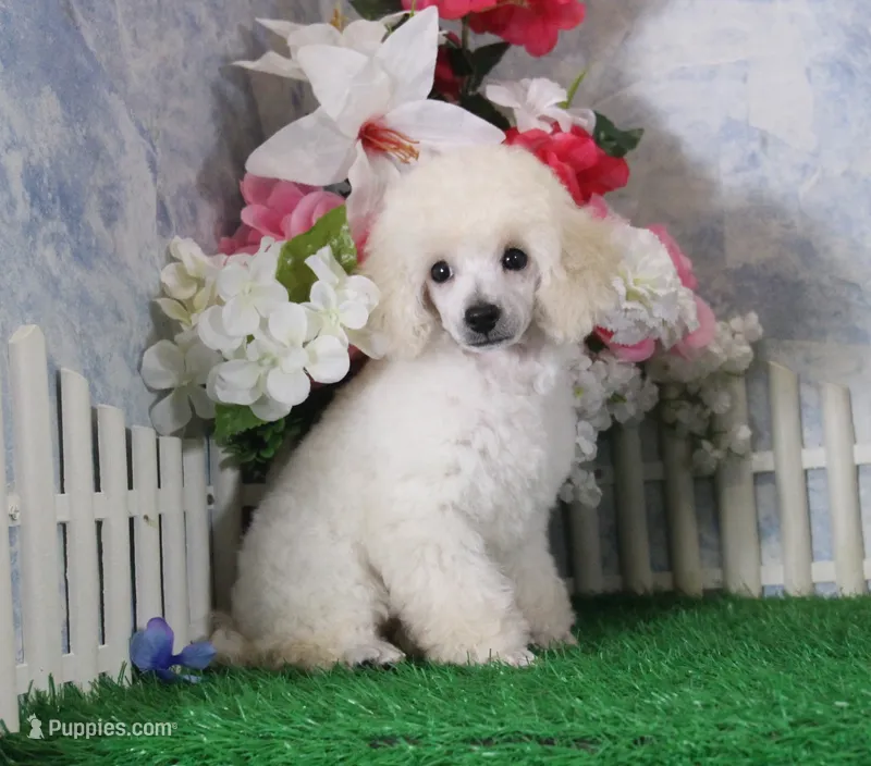 Pansy, AKC Champion Sired – Poodle - Toy  puppy for sale in Butler, MO