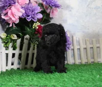 Jenny, AKC Champion Sired, a female Poodle - Toy  for sale in Butler, MO – 4 of 4