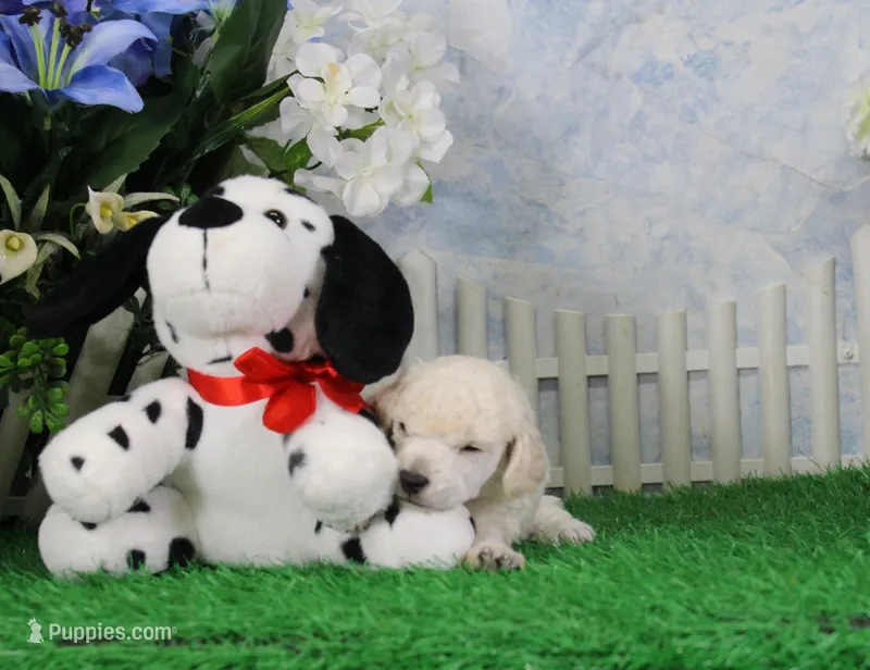 Sampson, KAC Champion Sired – Poodle - Toy  puppy for sale in Butler, MO