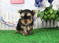 Lance,AKC, a male Yorkshire Terrier for sale in Butler, MO – 4 of 7