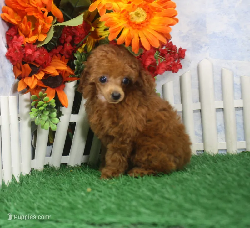 Rose, AKC Champion Sired – Poodle - Toy  puppy for sale in Butler, MO