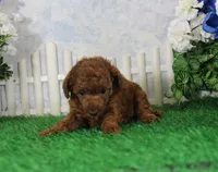 Felicia, AKC Champion Sired, a female Poodle - Toy  for sale in Butler, MO – 3 of 4