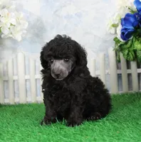Razz, a male Poodle - Toy  for sale in Butler, MO – 4 of 6