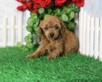 Brooke, AKC Champion Sired, a male Poodle - Toy  for sale in Butler, MO – 4 of 4