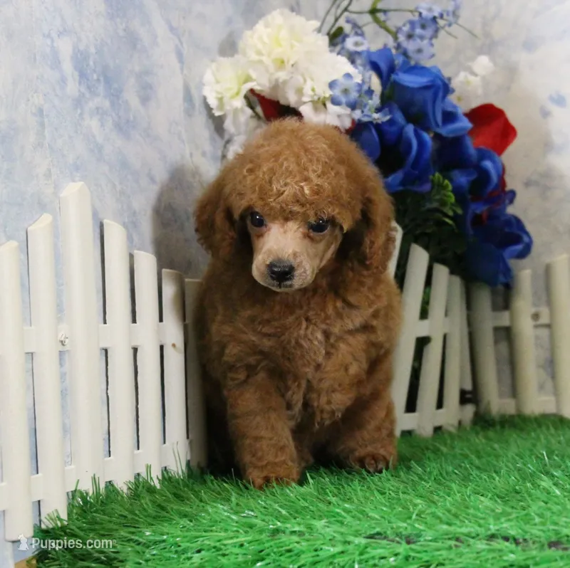 Tate, AKC Champion Sired – Poodle - Toy  puppy for sale in Butler, MO