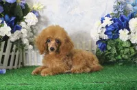 Skipper, AKC Champion Sired, a male Poodle - Toy  for sale in Butler, MO – 4 of 6