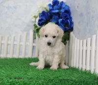 Ranger, AKC Champion Sired, a male Poodle - Toy  for sale in Butler, MO – 3 of 5