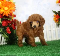 Rascal, AKC Champion Sired, a male Poodle - Toy  for sale in Butler, MO – 3 of 4