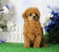Cherry, AKC, a female Poodle - Toy  for sale in Butler, MO – 2 of 4