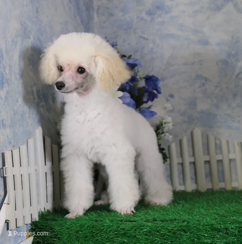 Shazam, AKC Champion Sired – Poodle - Toy  puppy for sale in Butler, MO