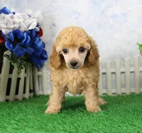 Andy, AKC Champion Sired, a male Poodle - Toy  for sale in Butler, MO – 4 of 4