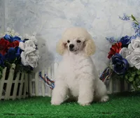Sampson, KAC Champion Sired, a male Poodle - Toy  for sale in Butler, MO – 2 of 8