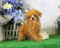 Cherry, AKC, a female Poodle - Toy  for sale in Butler, MO – 3 of 4
