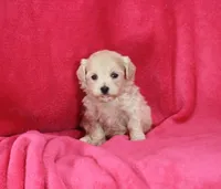 Jenny, ICA, a female Maltipoo for sale in Butler, MO – 4 of 4