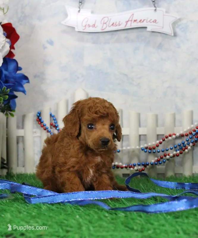 Foxy, AKC Champion Sired – Poodle - Toy  puppy for sale in Butler, MO