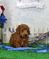 Foxy, AKC Champion Sired, a female Poodle - Toy  for sale in Butler, MO – 1 of 4