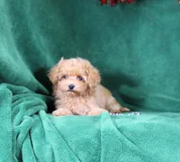 Lulu, ICA, a female Maltipoo and Poodle - Toy  for sale in Butler, MO – 3 of 4