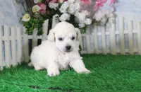 Luna, AKC Champion Sired, a female Poodle - Toy  for sale in Butler, MO – 2 of 4