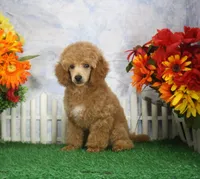Fenton, AKC Champion Sired, a male Poodle - Toy  for sale in Butler, MO – 4 of 8
