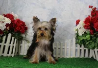 Levi, AKC, a male Yorkshire Terrier for sale in Butler, MO – 3 of 9
