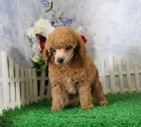 Tate, AKC Champion Sired, a male Poodle - Toy  for sale in Butler, MO – 6 of 7