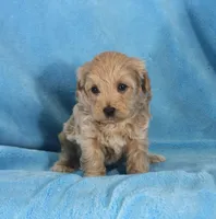 Jake, ICA, a male Maltipoo for sale in Butler, MO – 3 of 4