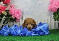 Bella, AKC Champion Sired, a female Poodle - Toy  for sale in Butler, MO – 1 of 6