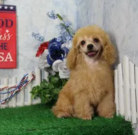 Snoozy, AKC Champion Sired, a male Poodle - Toy  for sale in Butler, MO – 1 of 9