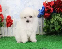 Shilo, AKC Champion Sired, a male Poodle - Toy  for sale in Butler, MO – Photo 1 of 8