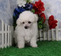 Shilo, AKC Champion Sired, a male Poodle - Toy  for sale in Butler, MO – Photo 2 of 8