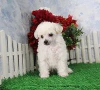 Shilo, AKC Champion Sired, a male Poodle - Toy  for sale in Butler, MO – Photo 5 of 8