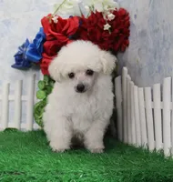 Shilo, AKC Champion Sired, a male Poodle - Toy  for sale in Butler, MO – Photo 4 of 8