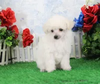 Shilo, AKC Champion Sired, a male Poodle - Toy  for sale in Butler, MO – Photo 3 of 8