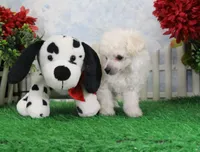 Shilo, AKC Champion Sired, a male Poodle - Toy  for sale in Butler, MO – Photo 6 of 8